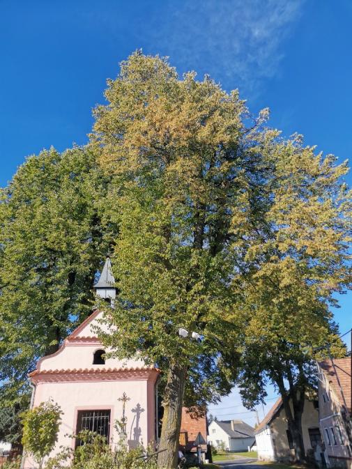 foto publicita Údržba významných dřevin v k ú. Strašín.